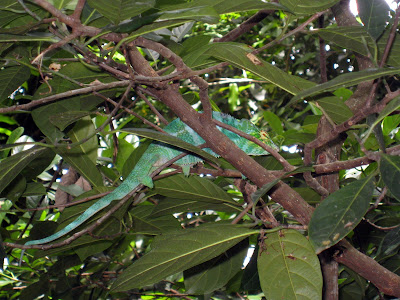 Green chameleon in Madagascar
