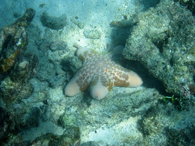 Snorkeling in Madagascar