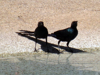 Birds at Les Collines de Niassam in Senegal