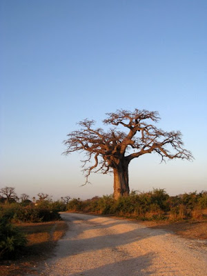 Baobab tree in Senegal