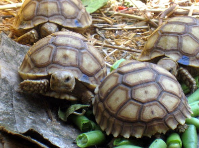 Tiny turtles in a cage at Le Village des Tortues in Senegal