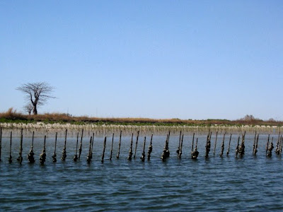River in Senegal