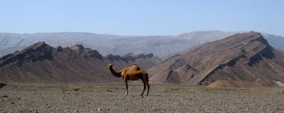 Camel in the desert in Oman