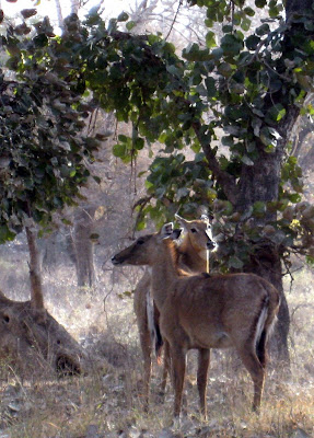 Deer in Ranthambore National Park in India