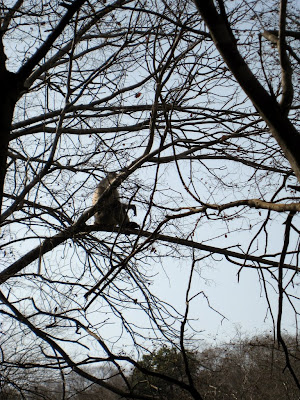 Monkey in Ranthambore National Park in India