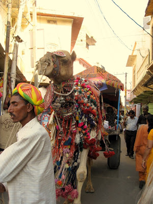 Man with camel in Rajasthan