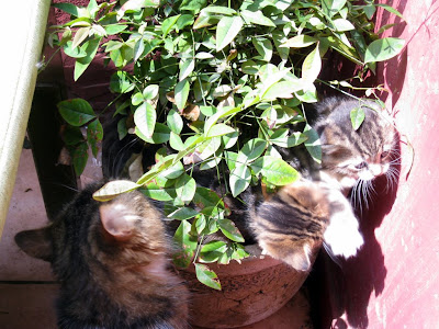 Three kittens in Istanbul