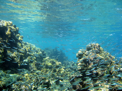 Fish under water taken while snorkeling in the Islas del Rosario in Cartagena, Colombia
