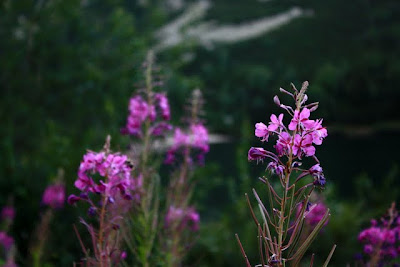 Pink wildflowers in the High Tatras in Slovakia