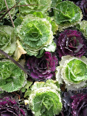Columbia Road Flower Market