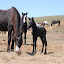 2011 Foals