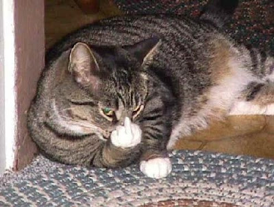 http://lh3.ggpht.com/_E2hEYdyYK_o/TBKxnv7GYqI/AAAAAAAAAXk/PyNh-0rQ8IM/s400/fuck-you.JPG