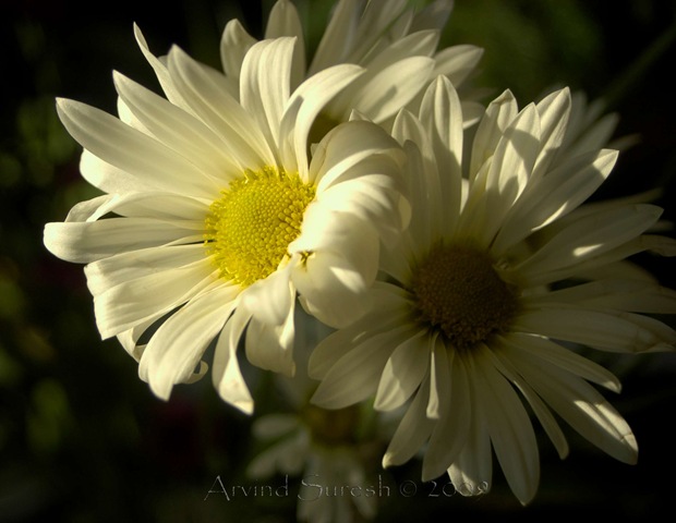 [Flowers[9].jpg]