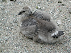 Aw, fuzzy!