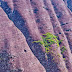 stoneandgrass.jpg, Green on the red stone, 行走