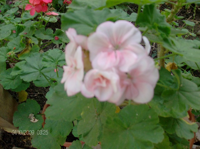 [01 - 10 - 2009 per_embe 027[2].jpg]