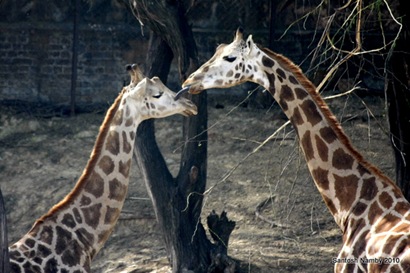 [Giraffe-2[3].jpg]
