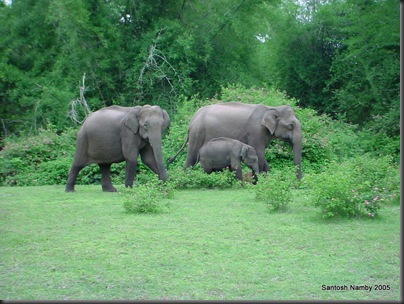 Nagarhole - Elephant 3