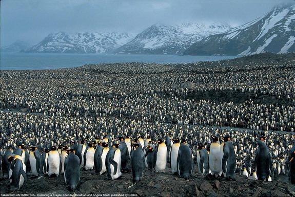 [king-penguins-south-georgia[2].jpg]