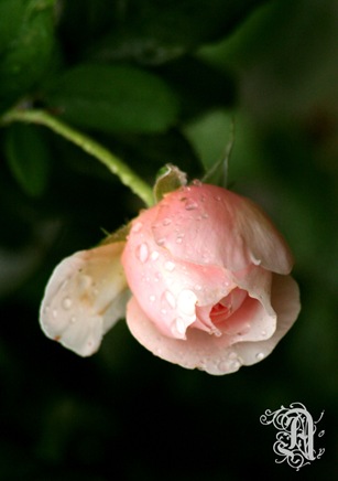 IMG_1949a