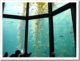 800px-KelpAquarium 800px-KelpAquarium