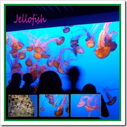 jellofish jellofish