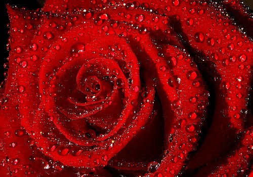 [red rose[2].jpg]