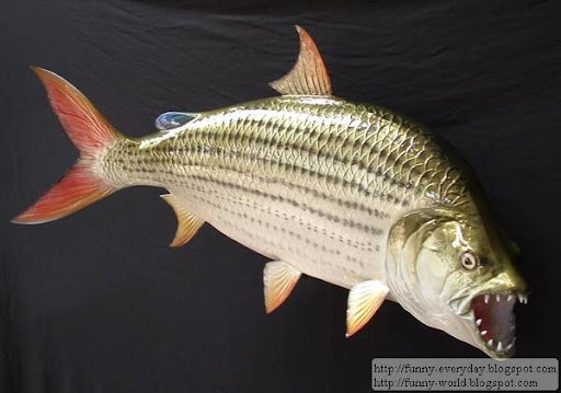 Goliath Tigerfish goliath tiger fish. Goliath Tigerfish