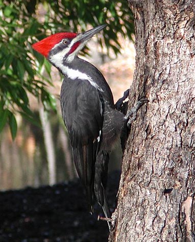 pictures woodpeckers