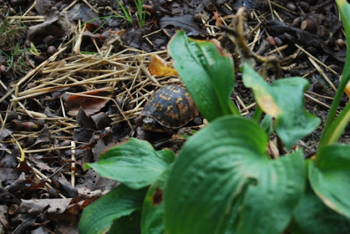 A little turtle