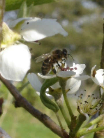 [pear blossom +bees 003[2].jpg]