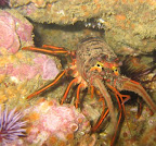 Lobster