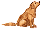 pet dog