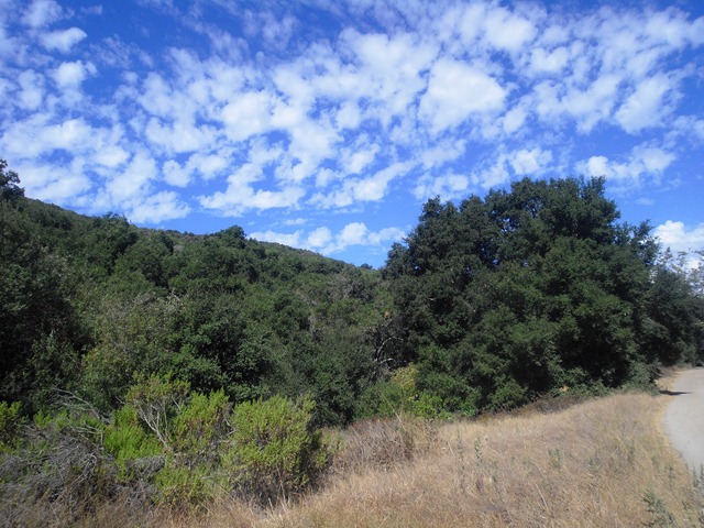 [wood cyn trail[3].jpg]