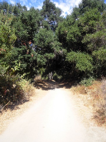 [finally shade on Wood Cyn Trail[3].jpg]