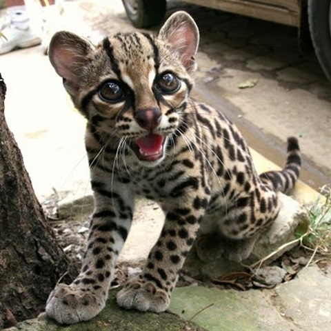 [margay-tiger-cat[2].jpg]