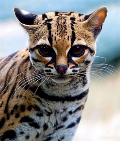 [margay-tiger-cat-1[2].jpg]