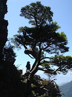 DSC02498_池有名樹.JPG