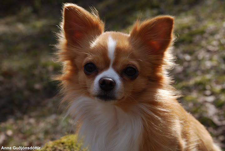 Eldur