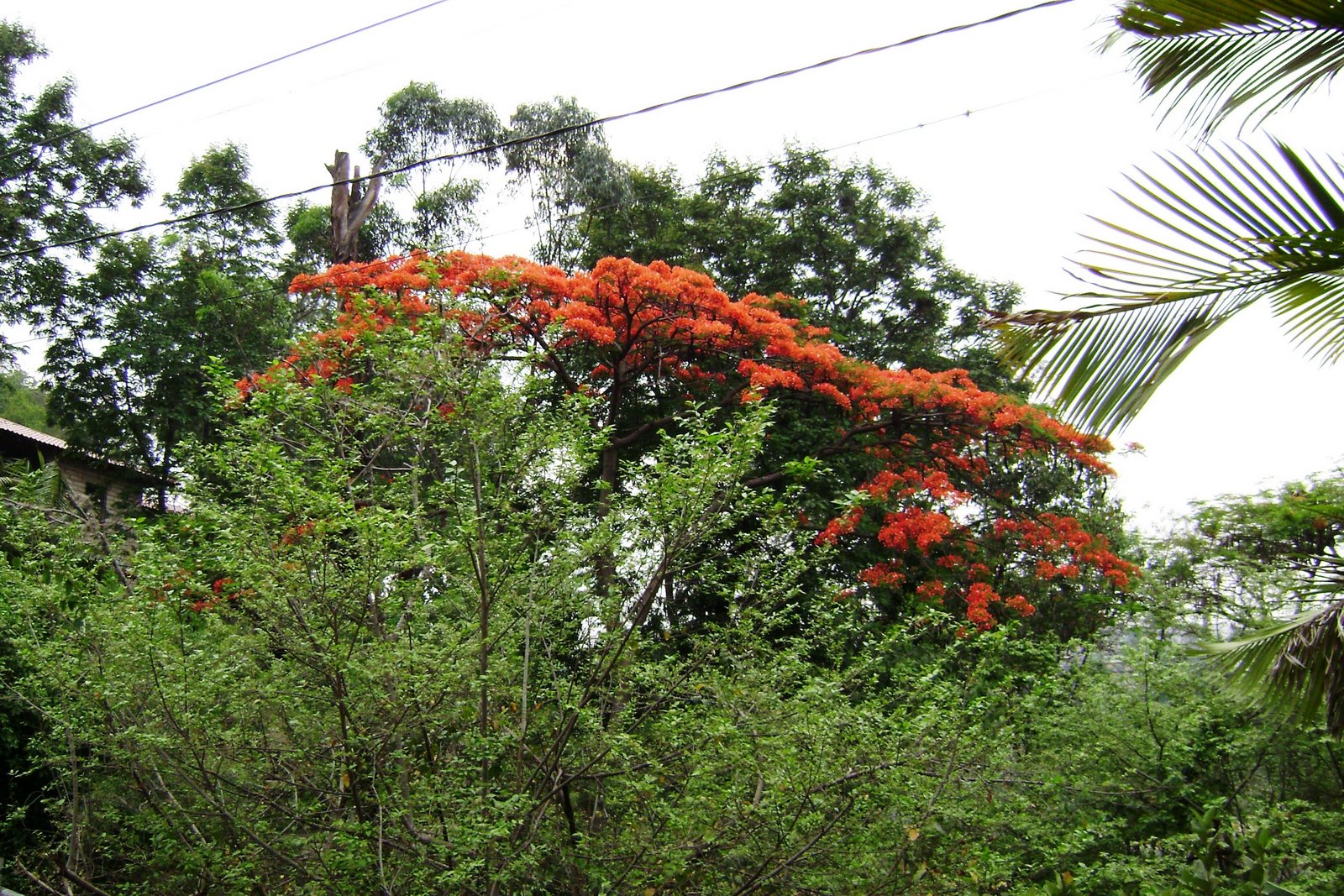 [theorangetree42.jpg]
