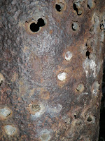 PA310727.JPG Photo