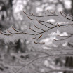 IMG_7586.jpg