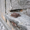 DSC_1842.jpg