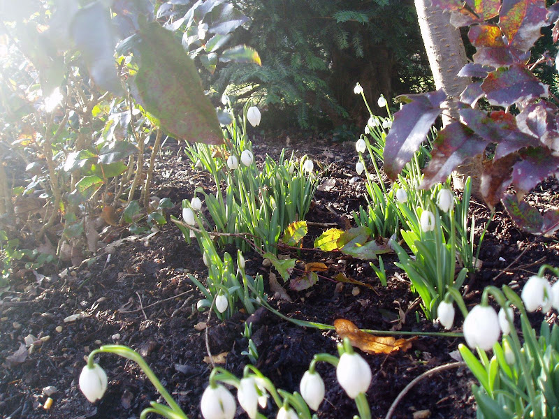 snowdrops at Anglesey Abbey
