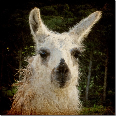 llama-linear-burn llama-linear-burn