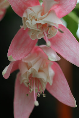 Fuchsia 4
