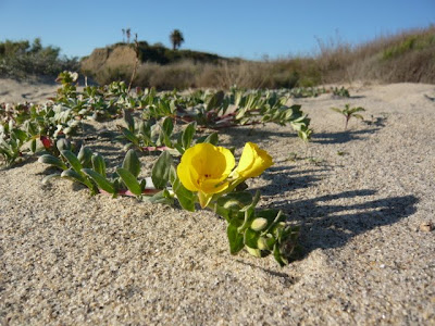 Yellow Flower