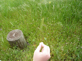 Scissors from Weeds