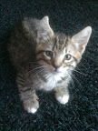 Pete Kitten