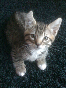Pete Kitten